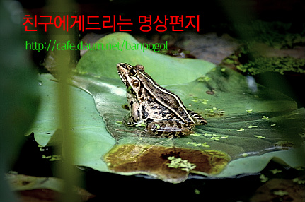 우물밖개구리 이미지