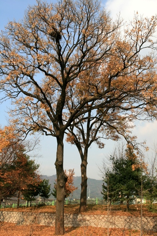 상수리 이미지