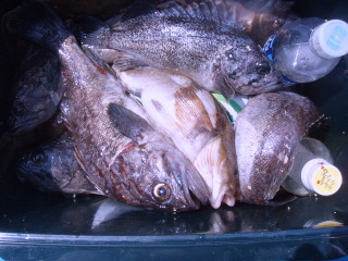 블루마린호 이미지