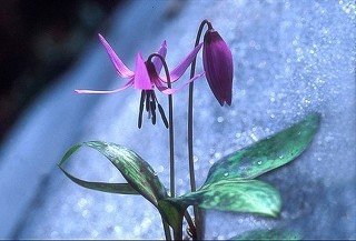 고운님 이미지