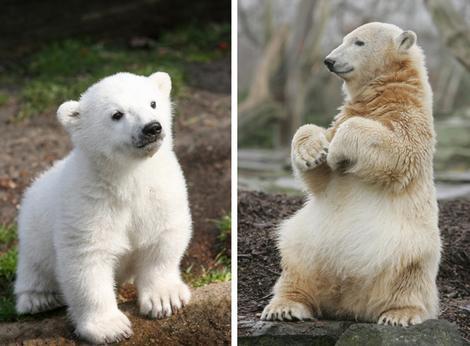 자살한 곰 .jpg | 인스티즈