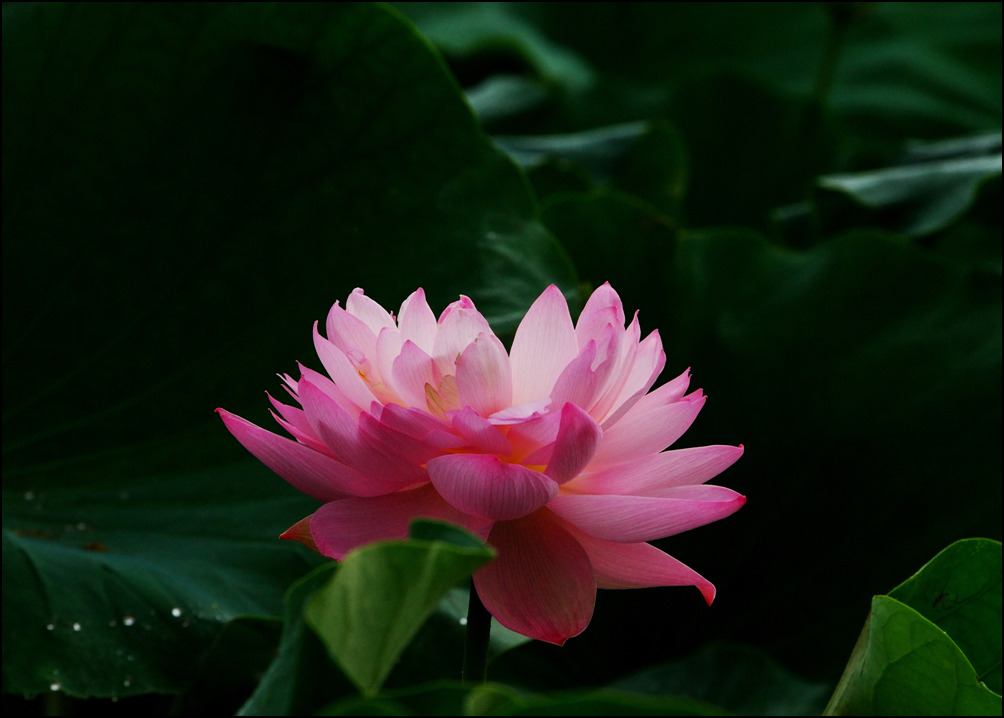 화련 이미지