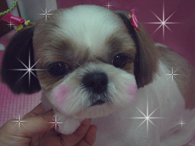 나는 애견미용사 입니다 | 인스티즈