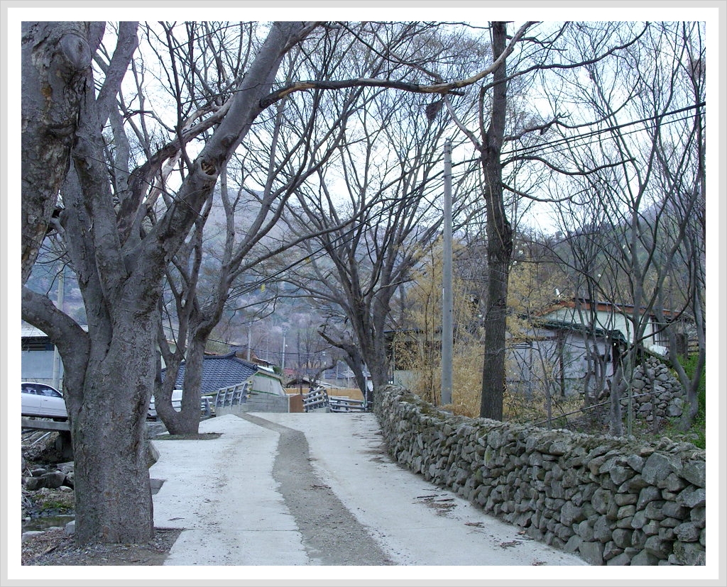 자진뱅이산벚꽃 이미지