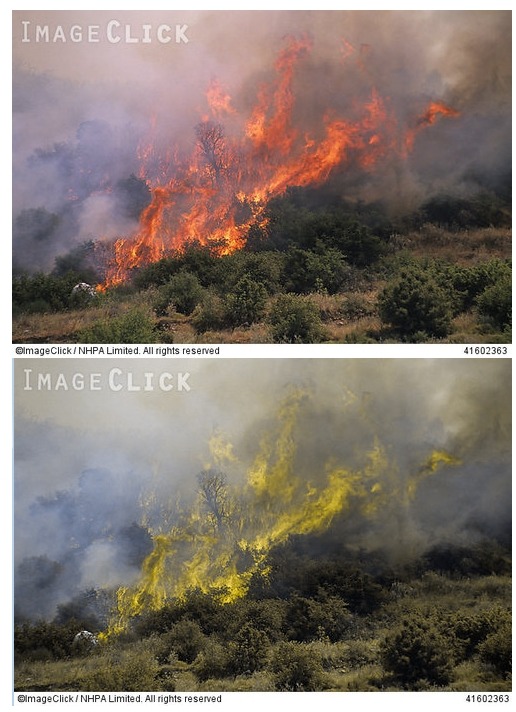색맹이 보는 세상 | 인스티즈