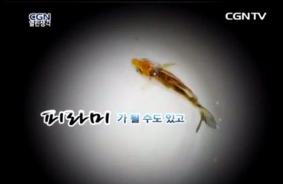 코이 이미지