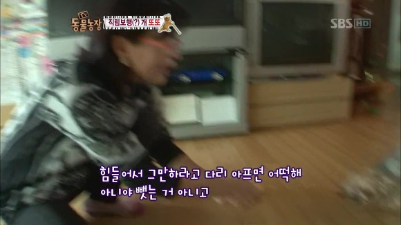 [동물농장] 지팡이 짚고 걷는 심봉사 개 또또라오 | 인스티즈