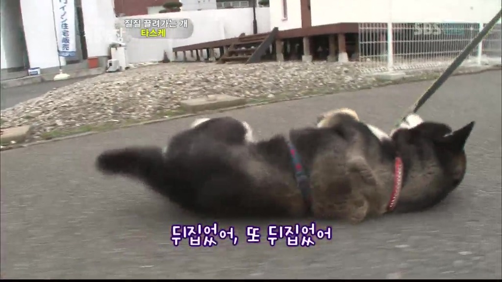 [동물농장] 목줄로 질질 끌려다니는 개.JPG | 인스티즈
