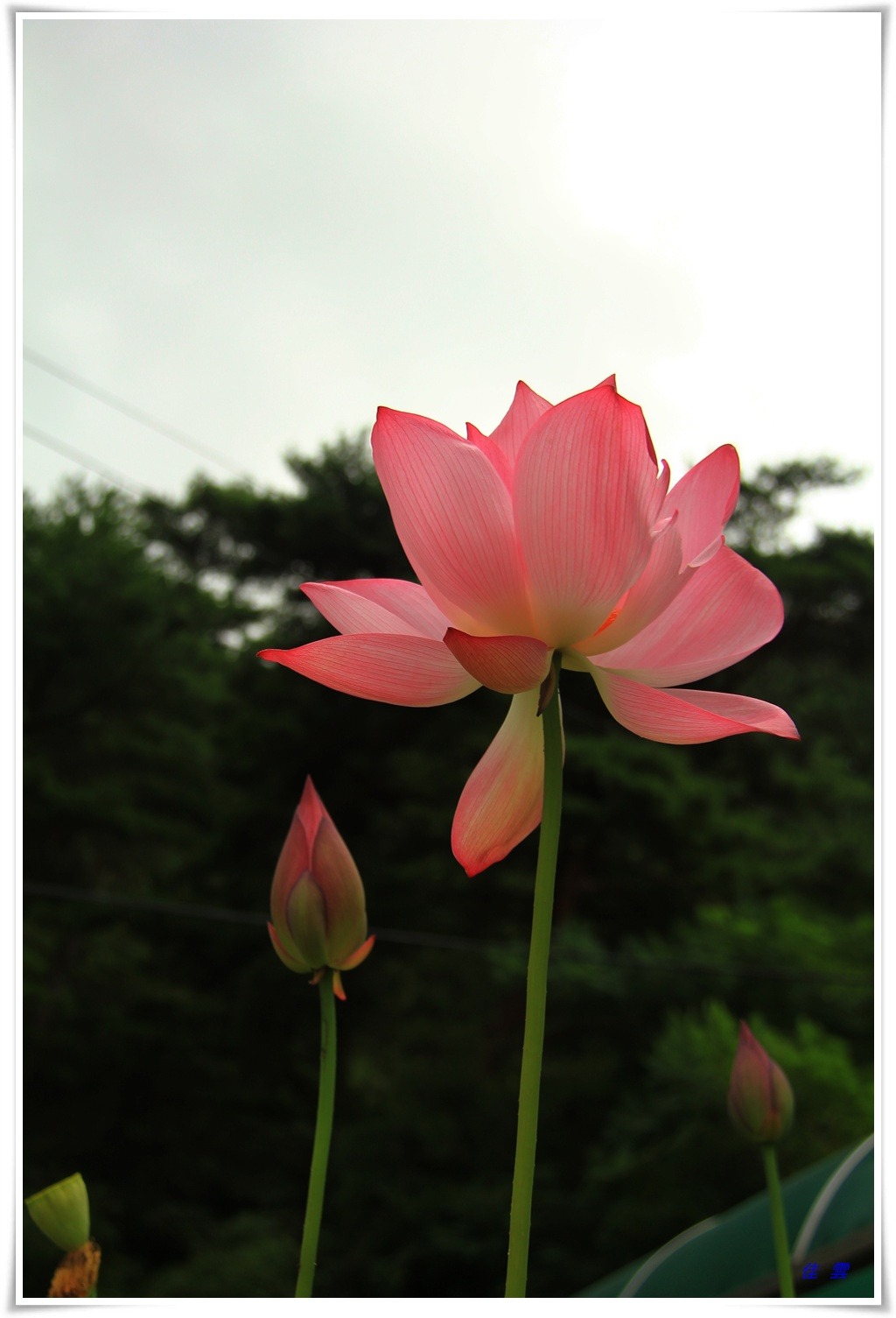 고성보리수 이미지
