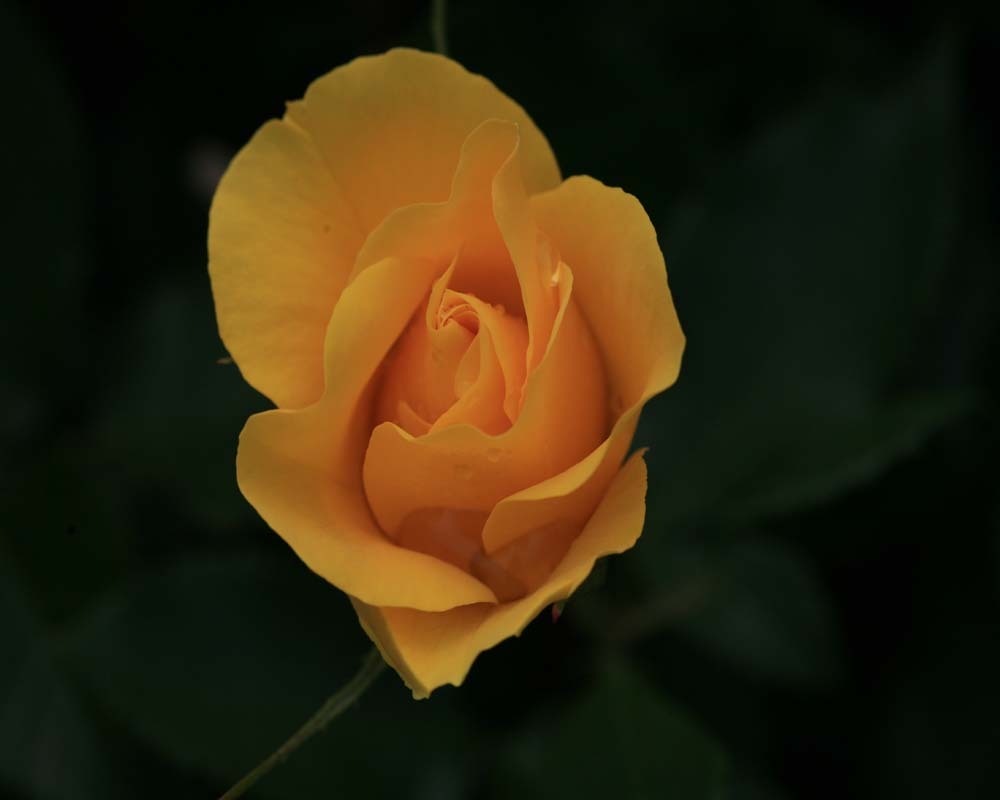 장미나라 이미지