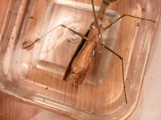 연가시 얼굴확대外 | 인스티즈