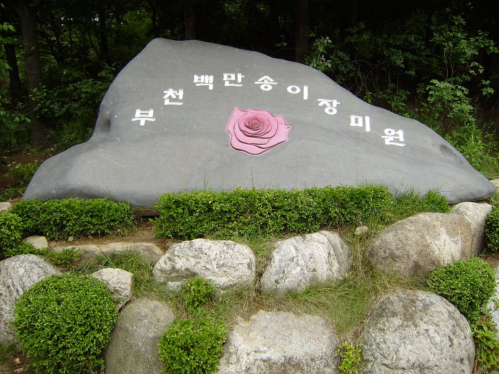 장미화원 이미지