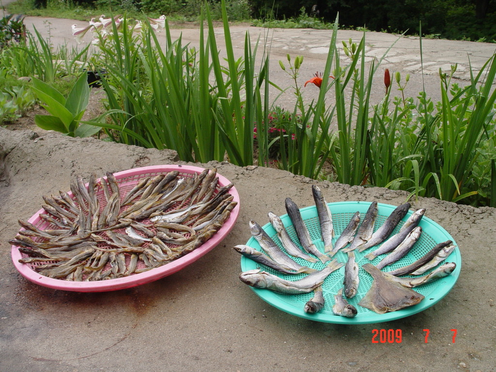 바다고기 이미지