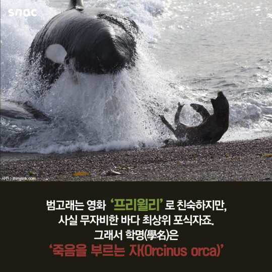 범고래와 까마귀의 지능 | 인스티즈