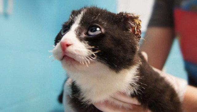학대로 두 귀 불타 없어지고도 사람 따르는 고양이 | 인스티즈