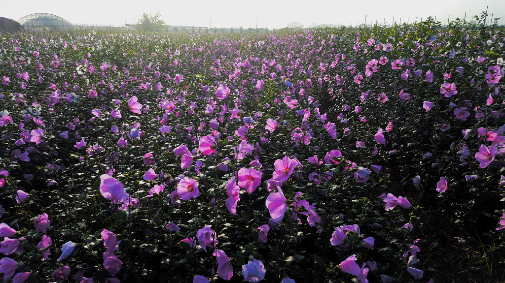 2125EC405605FCF6064E5E