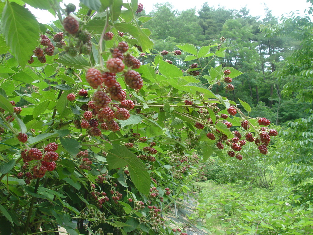 새순슈퍼 이미지