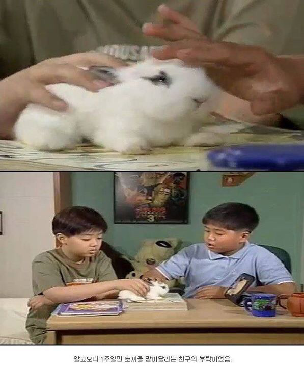 레전드 토끼사건 | 인스티즈