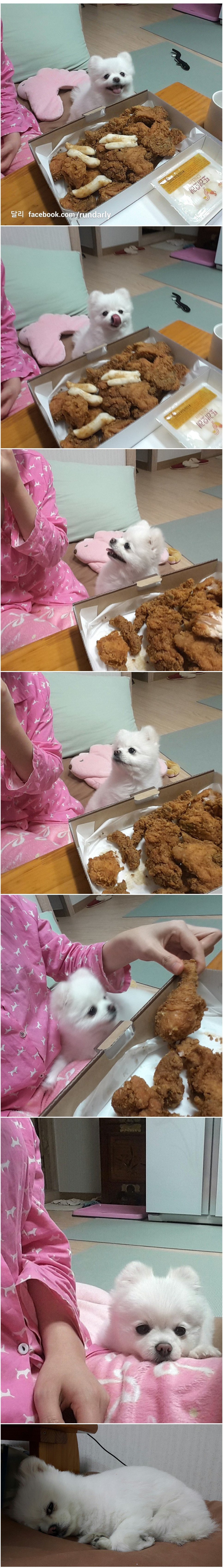 강아지가 귀여울때 | 인스티즈