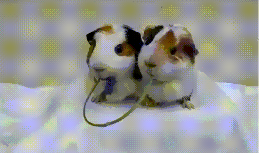 줄기 나눠먹기 . gif | 인스티즈