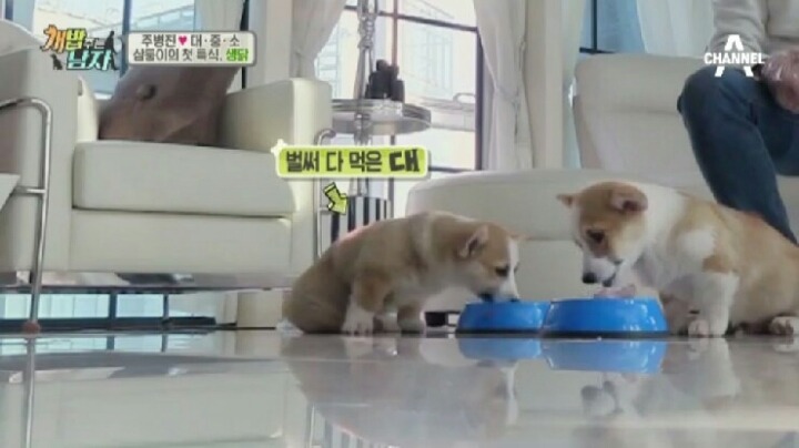 [개밥주는남자] 웰시코기 삼둥이 대중소 식탐고치기 (feat.갓형욱) | 인스티즈