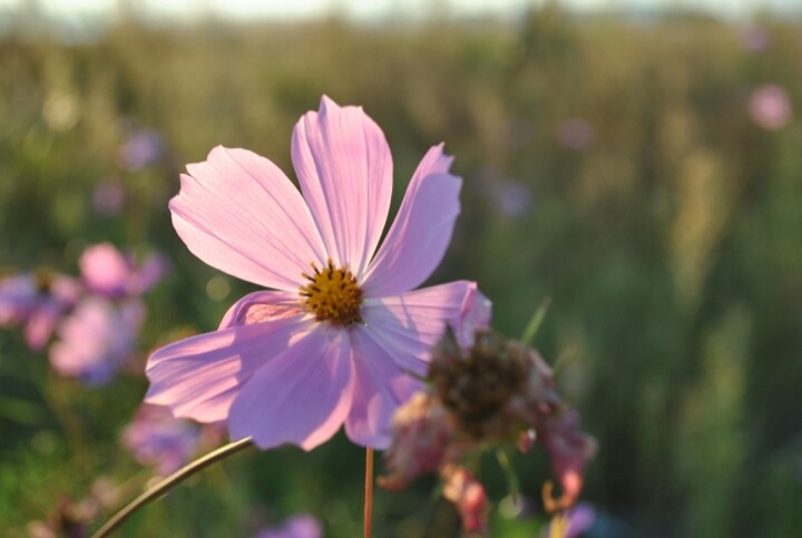 그냥 한번 올려보는 제 DSLR 사진들 | 인스티즈