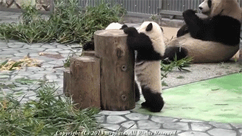 [데이터주의] 새끼 동물들 .GIF | 인스티즈