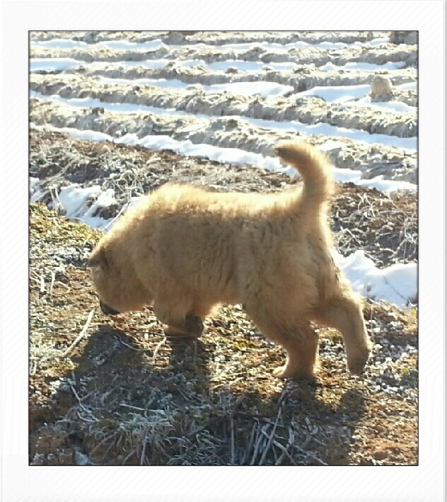 곰순이 이미지