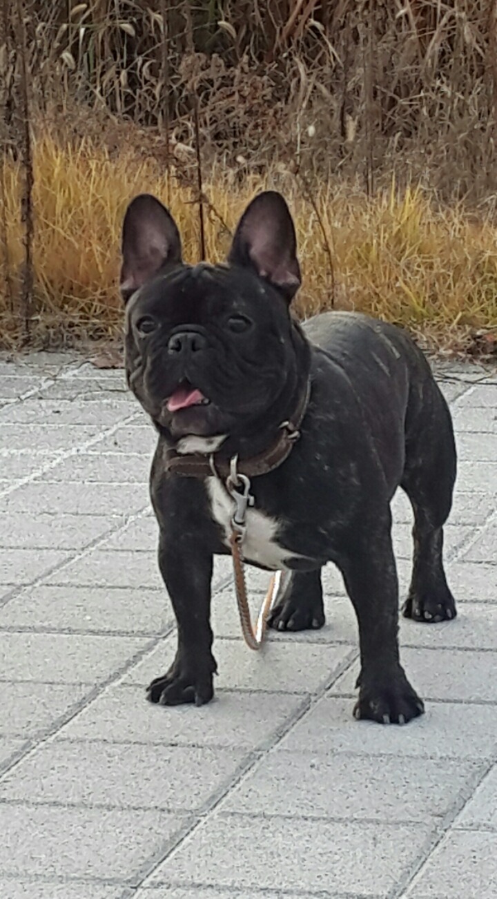 바우 이미지