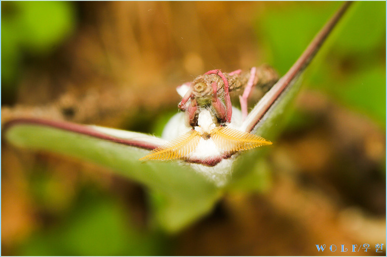 요정으로 불리는 아름다운 곤충.jpg (곤충사진 주의) | 인스티즈
