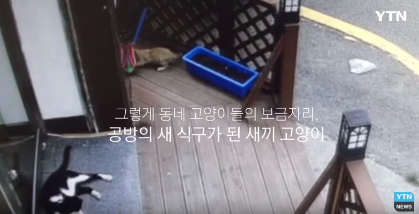 혐오,분노주의)고양이 잔혹하게 내던져 죽이고는 '웃으며 도망쳤다' | 인스티즈