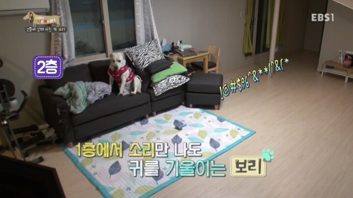 겁 많은 대형견 보리 | 인스티즈