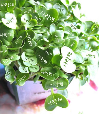 그리우면 이미지
