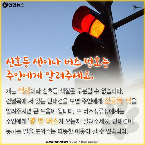 시각장애인 안내견을 대하는 에티켓 | 인스티즈