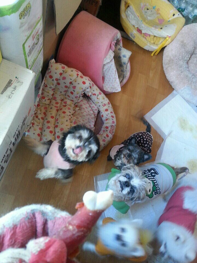 대구 한나네 보호서에서 사료가 떨어져 굶주리는 강아지들을 도와주세요 | 인스티즈