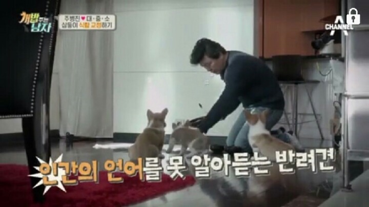 [개밥주는남자] 웰시코기 삼둥이 대중소 식탐고치기 (feat.갓형욱) | 인스티즈