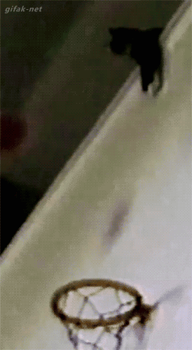 꿀어시 받은 고양이 .GIF | 인스티즈