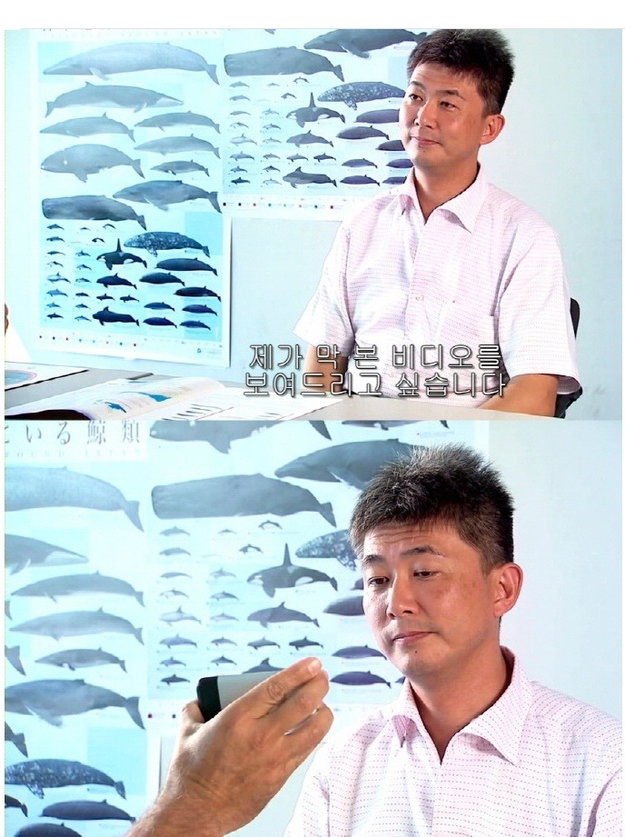 일본의 돌고래사냥 | 인스티즈