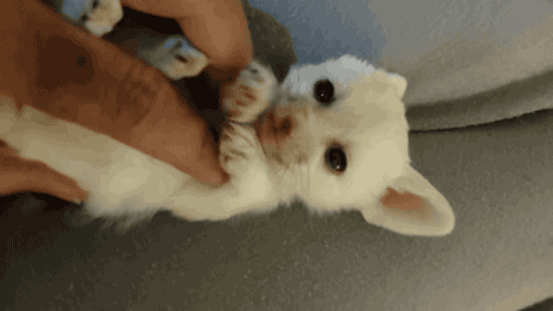 치명적인 사막여우.gif | 인스티즈