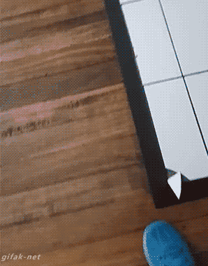 고양이 묘성수준.gif | 인스티즈
