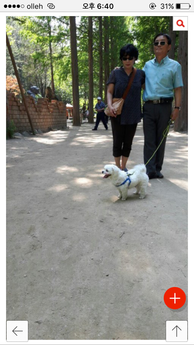 저희 개가 (여름이) 다른 개에게 물려 죽었습니다...(사진) | 인스티즈