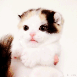 아깽이.gif | 인스티즈