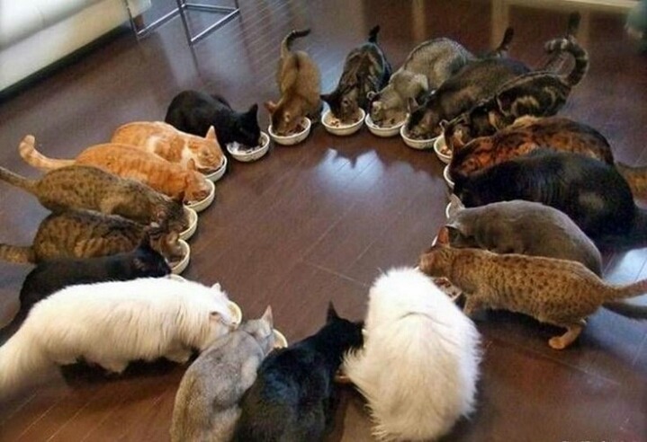 밥먹는 고양이.jpg | 인스티즈
