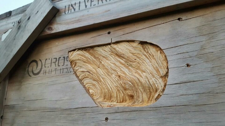 공포의 말벌집 클라스ㄷㄷ | 인스티즈