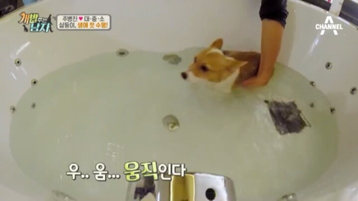 [개밥주는남자] 웰시코기 삼둥이 대중소의 일상.jpg | 인스티즈