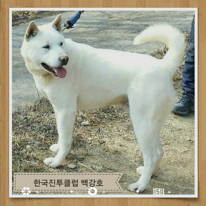 백강 이미지