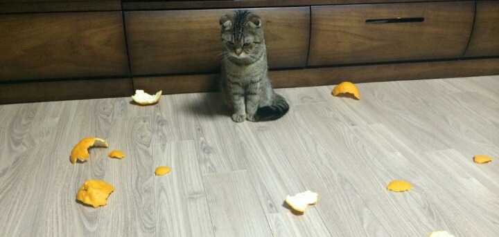 결계에 갇힌 냥이.jpg | 인스티즈