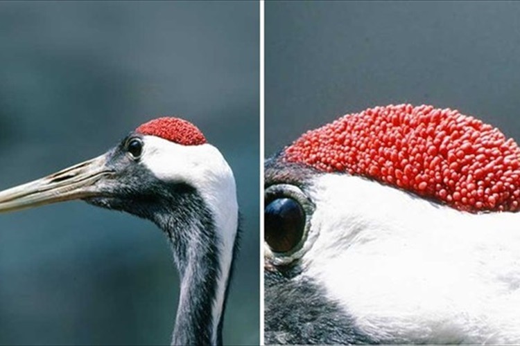 두루미의 진실 (혐오주의) | 인스티즈