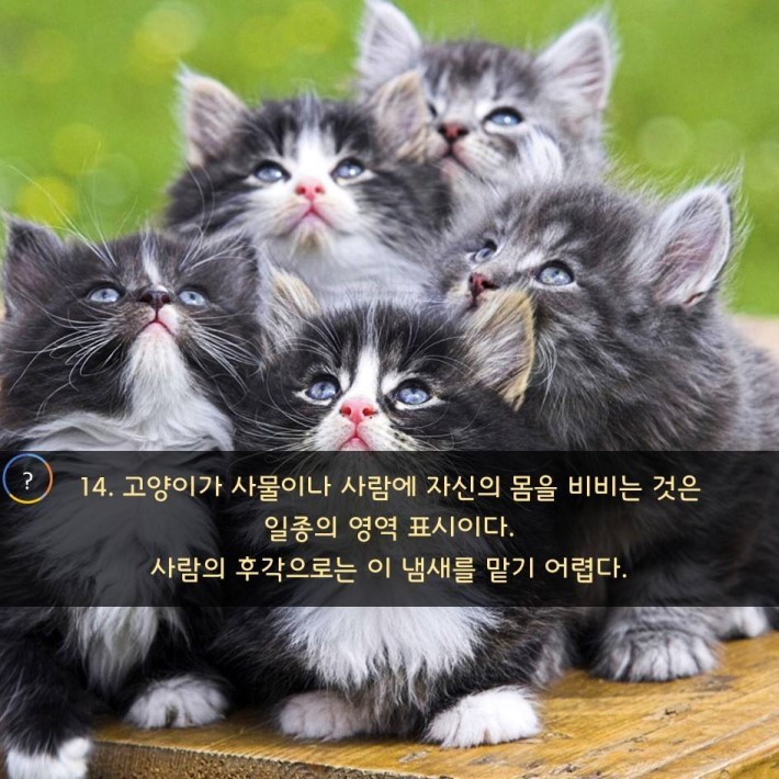 야옹이를 대하는 예의 | 인스티즈