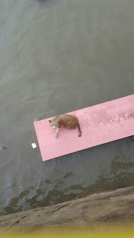 고양이 구조.jpg | 인스티즈